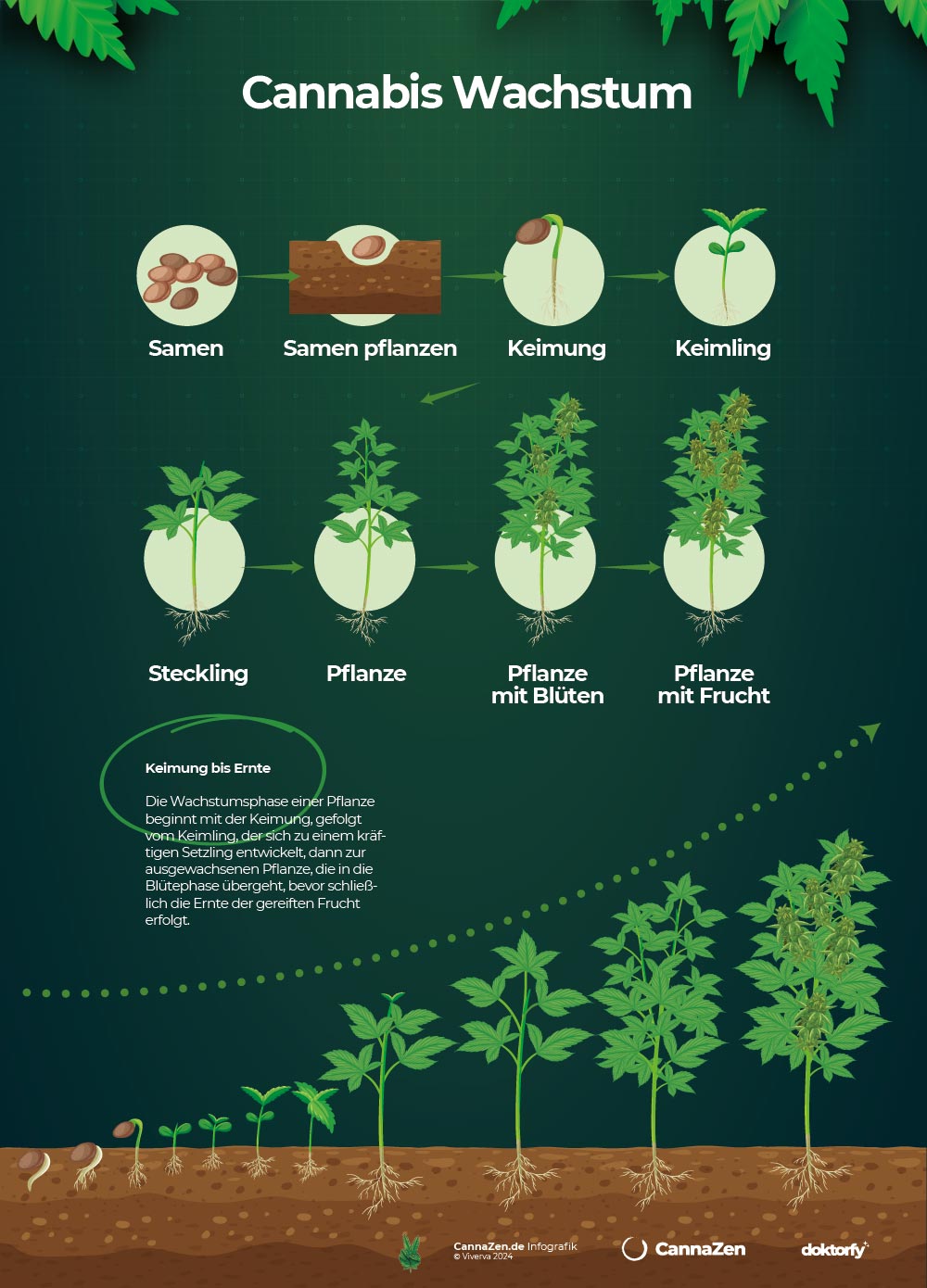Cannabis Wachstum Phasen Infografik